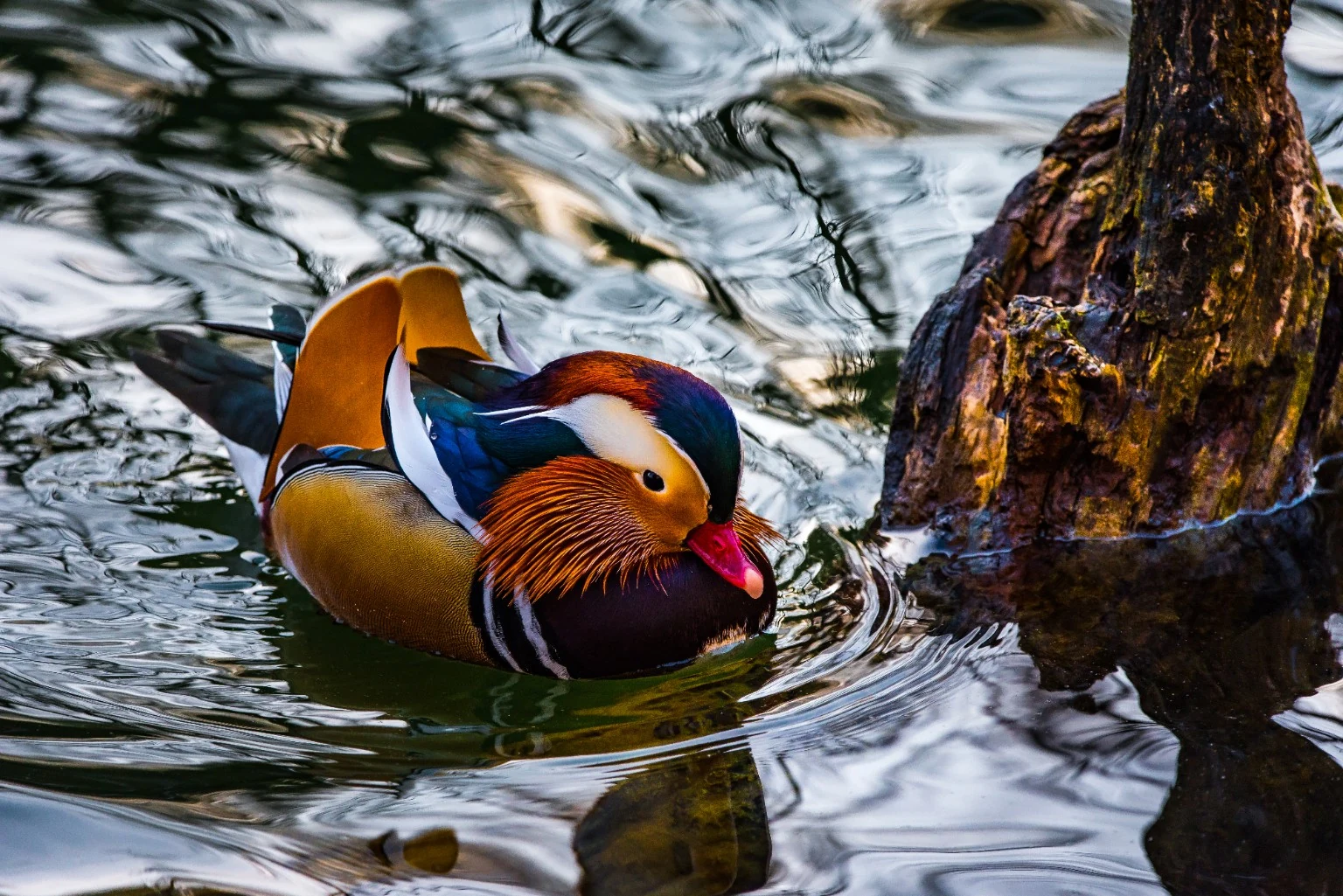 Mandarin duck on water